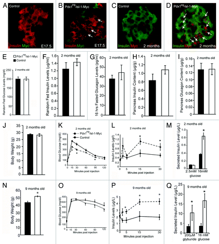 Figure 1. Physiological increase of Isl-1 expression is sufficient to enhance β-cell function in adult mice. (A-D) Immunohistochemical analysis for insulin and Myc expression in E17.5 and 2-mo-old control and Pdx1PB-Isl-1-Myc mice. (E) Random Fed blood glucose levels (n > 5). (F) Random Fed blood insulin levels (n > 8). (G) Fasted blood glucagon levels. (H-I) Total pancreatic insulin and glucagon content. (J) Body weight of 2-mo-old control and Pdx1PB-Isl-1-Myc mice. (K) Glucose tolerance test demonstrates Pdx1PB-Isl-1-Myc mice exhibit improved glucose clearance (n > 10). (L) Measurements of plasma insulin levels during glucose tolerance test show increased insulin secretion in Pdx1PB-Isl-1-Myc mice. (M) Static incubation analysis demonstrates enhanced insulin secretion in islets of Pdx1PB-Isl-1-Myc mice challenged with 16mM glucose. (N) Body weight of 9-mo-old control and Pdx1PB-Isl-1-Myc mice. (O) Glucose tolerance test demonstrates Pdx1PB-Isl-1-Myc mice exhibit modest improvement of glucose tolerance (n > 6). (P) Measurements of plasma insulin levels during glucose tolerance test show increased insulin secretion in 9-mo-old Pdx1PB-Isl-1-Myc mice. (Q) Static incubation analysis demonstrates enhanced insulin secretion in islets of 9-mo-old Pdx1PB-Isl-1-Myc mice challenged with 16mM glucose and 0.2 μM glyburide (n > 3 animals/group). Data represents the mean ± SEM * P-value < 0.05.