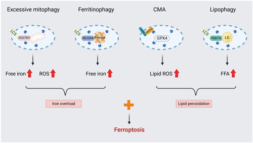 Figure 2. Selective autophagy may serve as an enhancer of ferroptosis. (1) Excessive mitophagy could provide a source of iron and ROS from damaged mitochondrial degradation. (2) NCOA4-mediated ferritinophagy promotes iron accumulation by activating ferritin degradation. (3) CMA impairs the antioxidant system by promoting GPX4 degradation, leading to the deposition of lipid hydroperoxide. (4) Lipophagy increases the amount of FFA by inducing the breakdown of LD.LC3: microtubule associated protein 1 light chain 3; SQSTM1: sequestosome 1; NCOA4: Nuclear Receptor Coactivator 4; HSP90: heat shock protein 90; LAMP2A: lysosome-associated membrane protein type 2a; LD: lipid droplet; Rab7a: a member of the RAS oncogene family; FFA: free fatty acid.