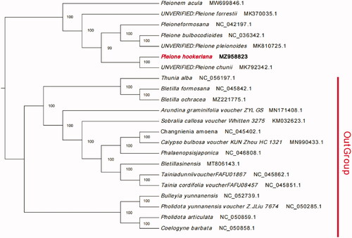 Figure 1. Maximum likelihood (ML) tree of P. hookeriana and its related relatives, including 6 Pleione species based on the complete chloroplast genome sequences.