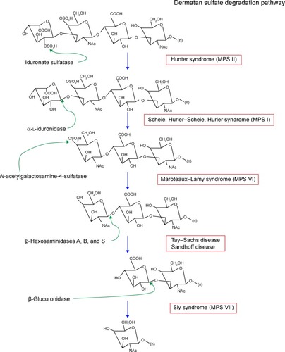 Figure 3 Dermatan sulfate degradation pathway.