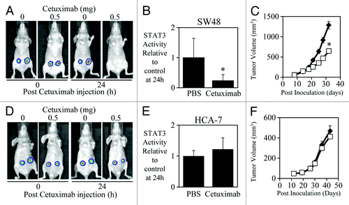 Figure 3. Efficacy of cetuximab correlates to STAT3 transcriptional activity in SW48 and HCA-7 xenografts. (A) Representative images of SW48 cells that were infected with the adenoviral STAT3 reporter (Ad-APRE-luc) overnight, were then injected subcutaneously into both flanks of BALB/cnu−/nu− mice (5 × 106/injection). Two days later mice were treated i.p. with cetuximab (± 0.5 mg as indicated) and imaged for STAT3 luciferase activity using an IVIS lumina™ Animal Imager at 0 and 24 h post cetuximab injection. Visualization of STAT3-driven luciferase activity was achieved using the IVIS lumina™ by injecting mice i.p. with 150mg/kg of the luciferase substrate, D-luciferin. (B) Analysis of total photon emissions (STAT3 transcriptional activity) was performed using the IVIS lumina™ Image analysis software and presented relative to PBS-treated tumors after 24 h of treatment ± SD (n = 8/group; *P < 0.05). (C) SW48 cells were injected subcutaneously into both flanks of BALB/cnu−/nu− mice (5 × 106/injection) and treated with PBS or cetuximab (0.5 mg) 3 times a week for 2 wk once tumors had reached a mean tumor volume of 140 mm3. Data are expressed as average tumor volume over time (n = 8/group; ± S.E.; *P < 0.05). (D and E) HCA-7 cells were infected with Ad-APRE-luc, injected into BALB/cnu−/nu− mice, treated with cetuximab, and imaged for STAT3 transcriptional activity as indicated in (A and B). (F) HCA-7 cells were injected into BALB/cnu−/nu− mice and treated with cetuximab as indicated in (C).