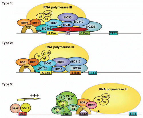 Figure 1 Mammalian RNA Polymerase III promoters and transcription factors. Promoter types 1–3. III A = TFIII A. TFIII B subunits are TBP, BDP1, BRF1 and BRF2; TFIIIC subunits are indicated as C35, C63, C90, C102, C110 and C220. PTFα, β, γ and δ subunits are also denoted according to the molecular weight of the respective SNAPc subunits (190, 50, 43 and 45). In addition, SNAP19 is shown, which has not been described in PTF. The ternary complexes composed of RPC39, RPC62 and RPC32α or RPC32β are high lightened within the symbolic representation of RNA polymerase III.