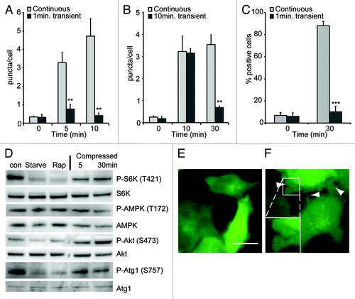 Figure 6. The induction of autophagy requires continuous pressure. Dictyostelium cells expressing GFP-Atg8 were compressed continuously or for either 1 (A) or 10 (B) min before the weight was removed. (C) MDA-231 cells expressing EGFP-LC3 were transiently compressed for 1 min. Images were taken at the timepoints indicated and the number of fluorescent puncta quantified, values are the mean ± standard deviation of three independent experiments. *p < 0.005, ***p < 0.0001 compared with constitutively compressed cells (Student t-test). (D) Western blot analysis of S6 kinase, AMPKα and Akt (PKB) and ULK1/atg1 phosphorylation in MDA-MB-231 cells after compression under 0.25 kPa for the times indicated. Control cells were either untreated, starved in EBSS or treated with 500 nM rapamycin for 1 h. Images of MDA-MB-231 cell morphology when uncompressed (E), or after 1 min compression (F). Dictyostelium and MDA-231 cells were compressed by 1.15 and 0.25 kPa respectively.