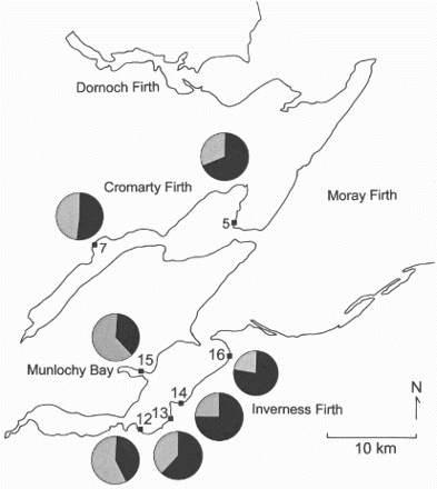 Figure 4. The percentage of adult male (black) and female (grey) Curlews at different localities within the Moray Firth.