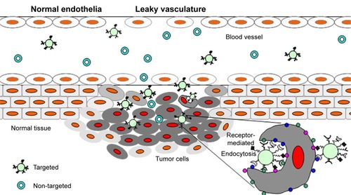 Figure 1 Schematic representation of the role of enhanced permeability and retention effect (EPR) in the delivery of drug carriers.Notes: Tumor targeting of both targeted and nontargeted nanoparticles is achieved by extravasation of nanoparticles through increased permeability of the tumor vasculature and ineffective lymphatic drainage (EPR), whereas ligand-targeted nanoparticles could recognize, bind, and enter the tumor cells via receptor-mediated internalization.