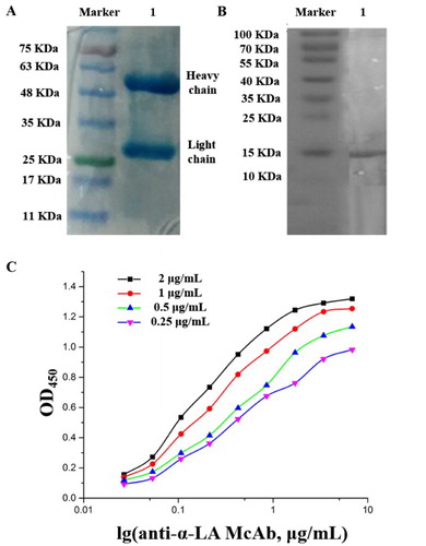 Figure 2. Characterization of anti-α-LV McAb (A: SDS-PAGE, B: Western-blot, C: UV detection for affinity constant).