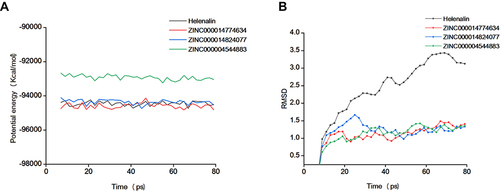 Figure 7 Molecular dynamics simulation of potential inhibitor-C/EBPβ complex. (A) Potential energy; (B) Root-mean-square deviation (RMSD).