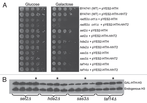 Figure 1 Yeast cells lacking histone modifying enzyme subunits are sensitive to histone overexpression. (A) Sensitivity of mutant yeast cells lacking histone modifying enzyme subunits to histone overexpression. Wild type (WT) or the indicated mutant strains were transformed with a plasmid carrying galactose inducible HA-epitope tagged H3 (pYES2-HTH-HHT2) or the empty vector (pYES2-HTH).Citation11 The rad53Δ strain carries the crt1Δ as well to suppress the loss of viability due to the essential nature of Rad53.Citation46 10-fold serial dilutions of the indicated strains were plated on glucose or galactose media and incubated for 3 days at 30°C prior to being photographed. (B) Histone H3 overexpression in yeast cells lacking histone modifying enzyme subunits. Four independently isolated transformants for each of the indicated mutant strains carrying the plasmid pYES2-HTH-HHT2 were grown overnight in minimal media lacking uracil and with raffinose as the carbon source. Cells were then treated with galactose for 90 minutes prior to harvesting 10 million cells per sample. Whole cell lysates were prepared by the alkaline lysis methodCitation47 and processed for Western blotting to detect both the endogenous and overexpressed epitope-tagged histone H3 using the H3-C polyclonal antibody as described previously.Citation10,Citation11 Asterisks indicate the transformants used in the experiment shown above in (A).