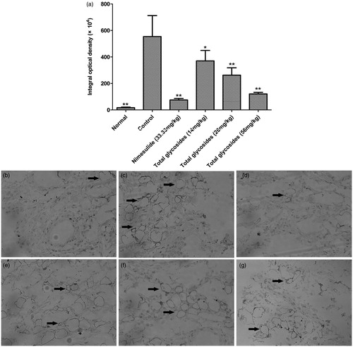 Figure 9. Effect of total glycosides from P. hookeri on the expression of NF-κB p65 in synovium of AA rats. The expression of NF-κB p65 in synovial tissues were measured by immunohistochemistry. (a) Quantitative results of NF-κB p65 expression are depicted as integral optical density. All data are represented as mean ± SD, n = 6, *p < 0.05, **p < 0.01 vs control. (b–g) Typical images of NF-κB p65 expression in synovial tissues were obtained by the microscope (400× ), (b) normal, (c) control, (d) nimesulide (33.33 mg/kg), (e) 14 mg/kg of total glycosides, (f) 28 mg/kg of total glycosides, (g) 56 mg/kg of total glycosides. Arrows indicate the positive expression.