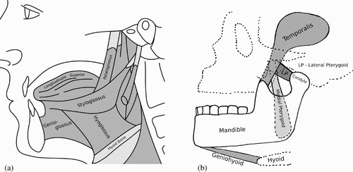 Figure 4. (a) Muscles of the tongue implemented in AnTon. The palatoglossus will be included as soon as the soft palate is in place; (b) The four muscles of the jaw implemented in AnTon.