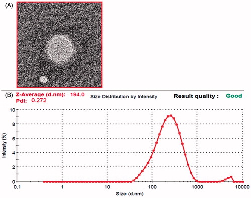 Figure 2. (A) Transmission electron micrograph of isradipine-loaded invasomes (F3). (B) Size distribution of optimized (F3) invasomal formulation loaded with isradipine.