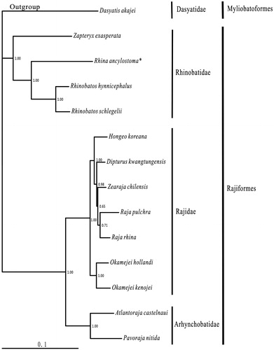 Figure 1. Phylogenetic position of Rhina ancylostoma Dasyatis akajei (NC_021132.1) was selected as the outgroup. The 13 species of Rajiformes were Zapteryx exasperata (NC_024937.1), Rhina ancylostoma (KU721837), Rhinobatos hynnicephalus (NC_022841.1), R. schlegelii (NC_023951.1), Hongeo koreana (NC_021963.1), Dipturus kwangtungensis (NC_023505.2), Zearaja chilensis (KJ913073.2), Raja pulchra (NC_025498.1), Raja rhina (KC914434.1), Okamejei hollandi (KP756687.1), O. kenojei (NC_007173.1), Atlantoraja castelnaui (NC_025942.1), and Pavoraja nitida (NC_024599.1).