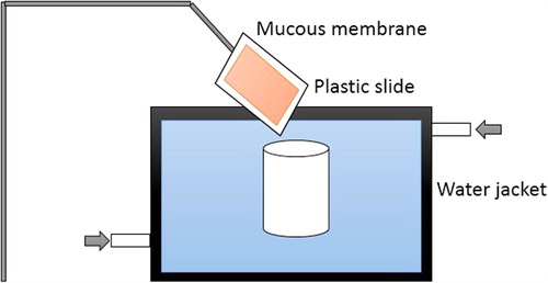 Figure 3. Falling liquid film technique for measurement of mucoadhesion.