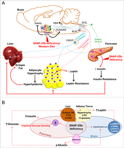 Figure 2. (A) SNAP-25b deficiency and/or Western Diet (WD) intervention can impair the peripheral organ-brain circuitry in glucose-sensing organs. SNAP-25b deficiency and/or a WD intervention impair hypothalamic function, disrupting the balance between satiety and hunger signals which are integrated in this brain area (1). These pathophysiological conditions are exacerbated when combining a WD intervention with genetic manipulations affecting the alternative splicing of SNAP-25 (1). These events can also have an impact on sympathetic and parasympathetic efferents. Thus, we speculate that both SNAP-25b-deficiency and WD have a negative effect on sympathetic efferents from the hypothalamus that project to the intermediolateral cell column (in blue) and also impair the inputs from the PBN and the BLM. Parasympathetic efferents (in red) comprise projections from the BLM and the NTS. In our model, we hypothesize that alterations in the parasympathetic efferents affect the network of interactions between the hypothalamus, the BLM and the NTS. Sympathetic innervation triggers glucagon secretion from α cells, inhibits insulin secretion from β cells, and activates epinephrine secretion from the adrenal gland. By contrast, parasympathetic efferents stimulate insulin secretion and inhibit hepatic glucose production (50). It is also possible that SNAP-25b-deficiency, by directly affecting insulin secretion from pancreatic β cells, initiates the metabolic phenotype. Also note a possible involvement of sensory neurons. Abbreviations: BLM, basolateral medula; CMGP, celiac/mesenteric ganglion plexus; HTH, hypothalamus; NTS,Figure 2. Continued nucleus tractus solitarii; PBN, parabrachial nucleus. 2B. Synoptic model describing the impact of SNAP-25b deficiency in the development of metabolic disease. SNAP-25b deficiency impairs the dynamics of secretion of both insulin and of other hormones, resulting in disrupted glucose homeostasis, including defective glucose sensing in β cells and the triggering of insulin resistance in peripheral tissues. These events, together with the increased food intake detected in our mutant mice, induce a severe accumulation of fat not only in natural depots (white adipose tissues), but also ectopically in the liver. As a consequence, severe dyslipidemia develops which impacts upon adipocyte turnover, leading to hypertrophic adipose cells. This increased fat accumulation favors the development of hyperleptinemia. The main consequence of higher leptin levels in our obese SNAP-25b-deficient mice is the desensitization of the hypothalamic leptin receptor, leading to inactivation of leptin signaling pathways in this brain area. Thus, the lack of satiety signals in the hypothalamus, together with decreased levels of the orexigenic hormone ghrelin in SNAP-25b deficient mice, might contribute to disrupted feeding behavior, leading to obesity, T2D and the metabolic syndrome. Abbreviations: CHO, cholesterol; FA, fatty acids; ObRb, long isoform of leptin receptor; pAMPK, phosphorylated AMP-activated protein kinase; pERK, phosphorylated extracellular-signal-regulated kinases; pSTAT3, phosphorylated signal transducer Figure 2B. Synoptic model describing the impact SNAP-25b-deficiency has in the development of metabolic disease.