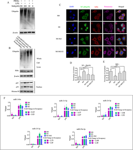 Figure 5 Melatonin inhibits ubiquitination of IκBα to prevent entry of NF-κB to the nucleus. (A) Western blot using an anti-ubiquitin antibody showing that melatonin inhibited ubiquitination in M1 phenotype PRMs in a dose-dependent manner. (B) Ubiquitination, accumulation, and expression of IkBα and entry of NF-κB (p50/p65) into the nucleus were confirmed by western blotting. The results demonstrated melatonin, similar to MG132, blocked proteasomal degradation of IκBα and consequently prevented activation of the NF-κB pathway in M1 phenotype PRMs. (C) Immunofluorescence analysis of accumulation and expression of IkBα, NF-κB (p50), and the proteasome in PRMs before and after various treatments. Scale bar=20 μm. (D and E) Ratio of fluorescence in the cytoplasm versus the nucleus was quantified for IκBα and NF-κB1 (p50). *P < 0.05. (F) Amounts of NF-κB1 (p50) enriched within the promoter region of specific miRNAs in variously treated PRMs were quantified by ChIP-coupled real-time PCR. The percentages of input were calculated in accordance with the threshold cycle values. Data are presented as the mean ± SEM of three independent experiments.