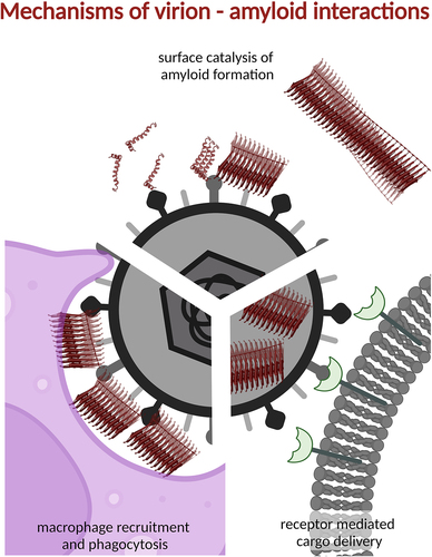 Figure 4. There are several mechanisms by which amyloids and viruses co-operate.