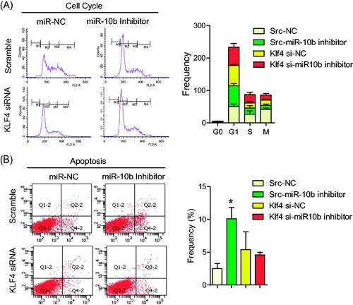 Figure 6. KLF4 Partly attenuated the function of miR-10b on cell cycle and apoptosis of CRC cells. SW620 cells were transfected with siRNA for KLF4 mRNA and miR-10b inhibitor. Then migration and invasion assays were performed to evaluate the effect of KLF4 on the function of miR-10b. (A,B) cell cycle and (C,D) apoptosis assays were also conducted. Cell results shown are representative of three independent experiments. Data are given as means ± SD.