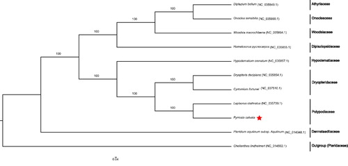 Figure 1. The maximum-likelihood phylogenetic tree based on 11 selected complete chloroplast genome sequences of ferns including Cheilanthes lindheimeri as an outgroup. Bootstrap percentages for 1000 replicates are indicated above the nodes.