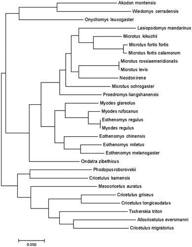 Figure 1. Phylogenetic tree based on the mitochondrial genome of O. zibethicus and other 27 species. The GenBank accession number of 27 species are as follows: Akodon montensis (NC 025746), Allocricetulus eversmanni (NC 027085), Cricetulus griseus (NC 007936), C. kamensis (NC 024592), C. longicaudatus (NC 025330), C. migratorius (NC 031802), Eothenomys chinensis (NC 013571), E. melanogaster (NC 027418), E. miletus (NC 030330), E. regulus (JN629046), Lasiopodomys mandarinus (NC 025283), Mesocricetus auratus (NC 013276), Microtus fortis calamorum (NC 015243), Microtus fortis fortis (NC 015241), Microtus kikuchii (NC 003041), M. levis (NC 008064), M. ochrogaster (NC 027945), M. rossiaemeridionalis (DQ015676), Myodes glareolus (NC 024538), M. regulus (NC 016427), M. rufocanus (NC 029477), Neodon irene (NC 016055), Onychomys leucogaster (NC 029760), Phodopus roborovskii (NC 031809), Proedromys liangshanensis (NC 013563), Tscherskia triton (NC 013068), Wiedomys cerradensis (NC 025747).