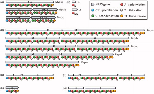 Figure 1. Module architecture of Pseudomonas NRPS enzymes involved in the biosynthesis of mycins (A and B), peptins (C), factins (D), brabantamide (E) and predicted LP-13 (F), and LP-8 (G). Representative domain configurations are shown, differing by the presence of a single (A and E) or tandem TE-domain (C, D, F, and G) and the number of regular [C-A-T] modules encoded by the respective genes (specified inside arrows). Deviations from the canonical module composition in mycin systems are highlighted: presence of an additional C-domain (+C); absence of an A-domain (−A). A variant of the regular SyrB1 module [A-T] (B:1) is expanded with an extra T-domain (B:2). The different enzyme configurations occurring in the mycin and peptin family are specified for the respective CLPs in Tables S2 and S3.