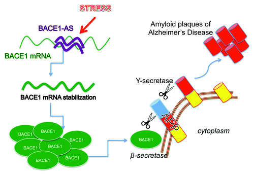 Figure 2. BACE1-AS contributes to β -secretase increased production in the brain of Alzheimer Disease patients. Alzheimer disease associates with amyloid plaques in the brain of affected patients. The generation of these plaques derives by sequential cleavage of the amyloid precursor protein (APP) by β-secretase (BACE1) and ϒ-secretase. BACE1 is increased in affected patients due to the stabilization of the mRNA caused by the binding to its antisense noncoding RNA (BACE1-AS). Oxidative stress has been reported to cause the increase of BACE-AS in brain resulting in the increased production of β-secretase enzyme.