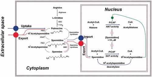 Figure 8. Metabolism of spermidine and its N-acetylderivatives: schematic representation. In cytosol the well-known metabolism of polyamines is reported. In the nucleus, the relationship between spermidine and P/CAF is shown highlighting the role and the effects of this polyamine on the enzyme. Spermidine at concentrations higher than 15 μM exerts a marked inhibitory effect on P/CAF acetylating activity versus histone H3. On the contrary, at lower concentrations (<5 μM) it plays a net increase of the P/CAF-HAT activity. This activating effect of spermidine at low concentrations is explained by the evidence of its conversion to N8-acetylspermidine, catalyzed by P/CAF (P/CAF-SAT activity). Thus, in the nucleus, the acetylation of spermidine will result in the decrease of the inhibitor (spermidine), and in the availability of the activator N8-acetylspermidine.