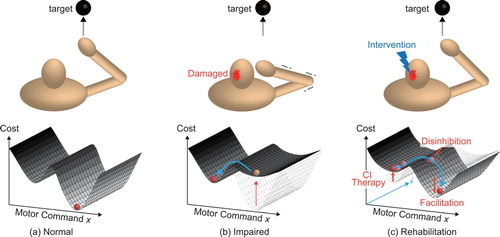 Figure 1. Schematic diagram of motor control. (a) Humans can choose appropriate motor commands under the cost function provided by the environmental and body dynamics. (b) When the brain is damaged, cost function is changed so that humans need to choose different motor strategies. (c) Rehabilitation intervention aims to reshape the cost function and encourage the individual to hyper-adapt to learn a new motion strategy.