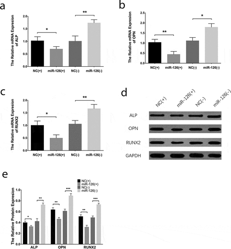 Figure 8. PI3 K and MEK1 reversed the effect of miR-126 on BMSC endothelial differentiation. The mRNA expressions of CD31 (a), eNOS (b) and VE-cadherin (c) their protein expressions (d), and the gray-scale quantification of their protein expressions (e) in BMSCs. Each experiment was conducted in triplicate. Multiple comparison was determined by ANOVA test followed by Tukey’s multiple comparisons test. P value <0.05 was considered statistically significant. *P < 0.05, **P < 0.01. PI3 K, phosphatidylinositol 3-kinase; MEK1, mitogen-activated protein kinase kinase 1; miR-126, microRNA-126; BMSCs, bone marrow-derived mesenchymal stem cells; CD31, endothelial cell adhesion molecule 1; eNOS, endothelial nitric oxide synthase 3; VE-cadherin, vascular endothelial-cadherin; ANOVA, analysis of variance