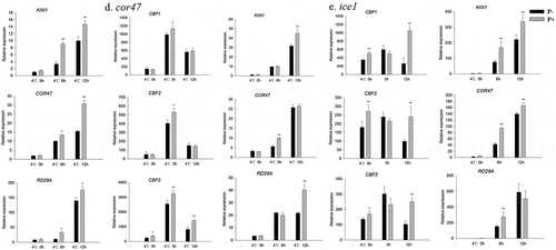 Figure 8. Relative mRNA levels of CBF and COR genes in the cbf1 (a), cbf2 (b), cbf3 (c), cor47 (d) and ice1 (e) mutants during the post-thaw recovery period. The values for non-inoculated wild-type (Col) plants was set to 1.00, and the values of the colonized plants expressed relative to them. Data are means of three independent experiments ± SD. Asterisks indicate significant differences compared to the non-inoculated plants (*P < .05, **P < .01, t-test). Black (white) bars: P. indica-(un-)colonized plants.