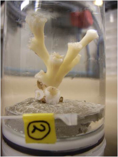 Figure 2. Incubation cylinder with Hymedesmia (Stylopus) coriacea growing encrusting over branches of the cold-water coral Lophelia pertusa. Hymedesmia (Stylopus) coriacea has a light orange to light brown colour.