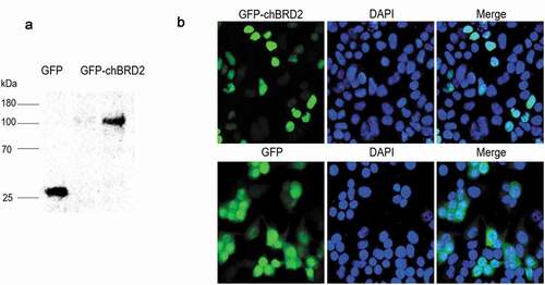 Figure 1. Western blotting and subcellular localisation of GFP-chBRD2 and GFP in DF-1 cells. (a) The western blotting of GFP-chBRD2 and GFP in DF-1 cells. (b) The subcellular localisation of GFP-chBRD2 and GFP in DF-1 cells. Original magnification was 1 × 200