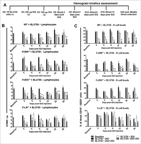 Figure 2. Treatment with αCD20 and αCD137 reduces blood B-cell numbers in mice bearing B-cell lymphoma. Blood samples were collected for hemogram assessment according to the experimental design shown in (A). 1 × 105 BL3750 cells were injected i.v. at D0, and followed by treatment with control Ig (2A3, 250 μg i.p.) or anti-CD20 (clone 5D2, 250 μg i.p.) on day 4, and anti-CD137 (clone 3H3, 100 μg i.p.) either alone or in combination on day 5 in C57BL6 WT or various FcR-deficient mice, as indicated. Peripheral blood lymphocyte (B), and B cell numbers (C). Results are representative of one experiment n = 6 per group. Statistical analysis was calculated using Multiple T tests using the Holm–Sidak Method for multiple comparisons, where *p < 0.05 was considered statistically significant between respective anti-CD137 (clone 3H3), anti-CD20 (clone 5D2), 5D2 + 3H3 groups versus (2A3) isotype control-treated mice.