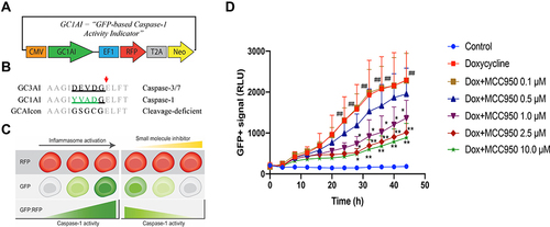 Figure 3 Schematic illustration of CASPorter generation in HEK293-iASC-NLRP3/CASP1 cells. (A) Scheme for the CASPorter and the GFP-based caspase-1 activity indicator (GC1A1); (B) cleavage site of GC1AI versus the reported GFP-based caspase-3 activity indicator (GC3AI); (C) schematic representation of the switch-on or switch-off of the GFP intensity (reflected by GFP:RFP ratio), indicating the inhibitory effect of small molecule inhibitors on the activation of the NALP3 inflammasome. (D) GFP intensity increased overtime with Dox 25 ng/mL treated for 24h, and co-treatment with the reported NLRP3 inhibitor MCC950 showed dose-dependent inhibition by in HEK293-NLRP3/CASP1-iASC cells but not in HEK293-NLRP3/CASP1-iLacZ cells. ##p < 0.001 compared to control, *p < 0.01 compared to Dox treatment at the same time point, **p < 0.001 compare to Dox treatment at the same time point.