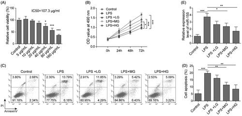 Figure 2. Viability, apoptosis and expression of miR-155 in UC cells after ART treatment. (A) The viability of cells by different concentrations of ART treatment (0, 5, 10, 20, 40, 80 and 160 μg/mL) was assessed by MTT assay. (B) The viability of cells was measured CCK-8 assay. (C, D) The apoptosis of cells was measured by flow cytometry. (E) The expression level of miR-155 was detected using qRT-PCR. Data were presented as mean ± SD. ns: not significant; *p < 0.05; **p < 0.01; ***p < 0.001.