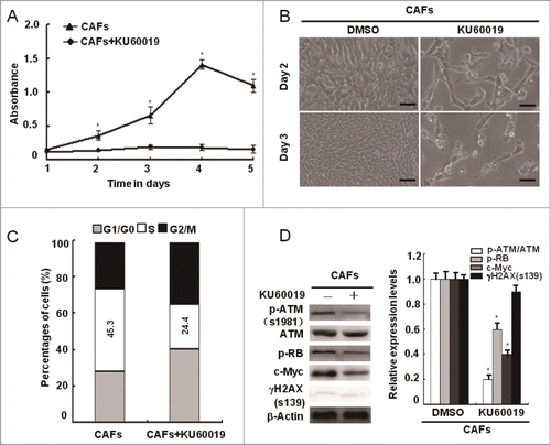 Figure 4. Loss of functional ATM by KU60019 inhibits the breast CAFs proliferation. (A) Growth curves of CAFs under treatment with or without KU60019 (5 μM) were analyzed with MTT assay for 5 d (*, P < 0.05). (B) Photomicrographs of CAFs in the presence or absence of KU60019 (5 μM) for 2 d or 3 d. Scale bars, 50 μm. (C) Flow cytometry analyses of CAFs with or without treatment of KU60019 (5 μM) for 24 h. (D) CAFs were treated with or without KU60019 (5 μM) for 24 h. Immunoblotting analyses were performed with the indicated antibodies. (*, P < 0.05).