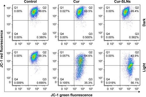 Figure 8 FACS analysis of JC-1 stained cells for the detection of mitochondrial membrane potential changes induced by Cur and Cur-SLNs in A549 cells.Abbreviations: Cur, curcumin; Cur-SLNs, curcumin-loaded solid lipid nanoparticles; FACS, fluorescence-activated cell sorter; JC-1, 3′-tetraethylbenzimidazolcarbocyanine iodide.