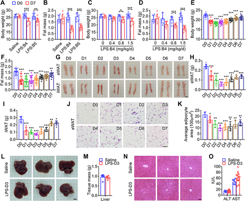 Figure 1 LPS injection induces fat loss in mice. (A and B) Injection with LPS from E. coli 0111:B4 (B4) and 055:B5 (B5) at a dose of 1.5 mg/kg body weight once a day for 7 days decreased the body weight (A) and fat mass (B) of 9-week-old male C57BL/6 mice. (C and D) Injection with LPS once a day for 7 days dose-dependently downregulated the body weight (C) and fat mass (D) of mice. For this and the following experiments, LPS from E. coli 0111:B4 was used. (E and F) The time response of injection with LPS once a day for 7 days on the body weight (E) and fat mass (F) of mice. For this and the following experiments, LPS at a dose of 0.8 mg/kg body weight was used. D0-D7, Day 0 to Day 7. (G) Representative images of epididymal white adipose tissue (eWAT) and inguinal white adipose tissue (iWAT) from mice in (E). Scale bar, 0.5 cm. (H and I) The weight of eWAT and iWAT in (G). (J) Representative images of hematoxylin and eosin (H&E) staining of eWAT in (G). Scale bar, 50 μm. (K) Quantification of adipocyte size in (J). (L and M) Images and weight of livers from mice injected with saline or LPS once a day for three days. Scale bar, 0.5 cm. (N) Representative images of H&E-stained sections of liver in (L). Scale bar, 50 μm. (O) Serum ALT and AST levels of mice injected with saline or LPS once a day for three days. *, p < 0.05; **, p < 0.01; ***, p < 0.001; versus D0 except indicated.