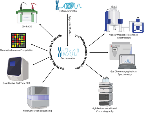 Figure 1. The schematic representation showcases various approaches utilised in the study of chromatin modification. Techniques such as HPLC (High-Performance Liquid Chromatography), GC-MS (Gas Chromatography-Mass Spectrometry), and NMR (Nuclear Magnetic Resonance) spectroscopy are employed to gather information regarding alterations in metabolite profiling. These techniques contribute valuable insights into the characterisation and analysis of chromatin modifications.