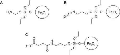 Figure 1 The (A) amine and (B) isocyanate functionalized SPION were prepared using silane chemistry. In a condensation reaction with the hydroxyl groups on the surface of the SPION, aminopropyl triethoxysilane was used to prepare the amine functionalized SPION and isocyanatopropyl triethoxysilane was used to prepare the isocyanate functionalized SPION. The (C) carboxylate functionalized SPION was prepared using the (A) amine functionalized SPION and succinic acid.