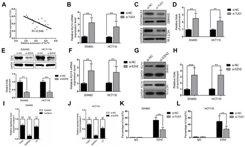 Figure 6 TUG1 negatively regulates expression of KLF4 via interacting with EZH2. (A) The correlation between TUG1 and KLF4 was analyzed by Spearman’s correlation analysis (r=−0.549, P<0.001). (B) The levels of KLF4 mRNA were detected by qPCR when SW480 and HCT116 cells transfected with si-TUG1 and results are expressed relative to the corresponding values for control cells. (C–D) The levels of KLF4 protein levels were determined by Western Blotting when SW480 and HCT116 cells were transfected with si-TUG1. (E) The levels of EZH2 protein were detected by Western Blotting when SW480 and HCT116 cells transfected with si-EZH2 and results are expressed relative to the corresponding values for control cells. (F) The levels of KLF4mRNA were detected by qPCR when SW480 and HCT116 cells transfected with si-EZH2 and results are expressed relative to the corresponding values for control cells. (G–H) The levels of KLF4 protein were detected by Western Blotting when SW480 and HCT116 cells transfected with si-EZH2 and results are expressed relative to the corresponding values for control cells. (I–J) TUG1 expression levels in cell cytoplasm or nucleus of HCC cell lines SW480 and HCT116 were detected by qPCR. (K–L) ChIP-qPCR analysis of IgG, EZH2 occupancy in the KLF4 promoter region with or without TUG1 silencing in SW480 and HCT116 cells. Values were expressed as mean ± SEM. ***P<0.001, **P<0.01.Abbreviations: TUG1, taurine up-regulated 1; KLF, Kruppel-like factor 4.