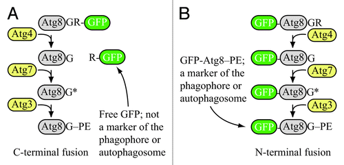 Figure 1. Schematic comparison of the fate of C-terminal versus N-terminal GFP fused to Atg8. (A) If GFP is fused to the C terminus of Atg8 (or LC3), it is removed when Atg4 hydrolyzes the bond between the penultimate glycine residue and arginine. The result is free GFP (with an additional arginine) that does not serve as a marker for the phagophore or autophagosome. However, a C-terminal fusion can be used to monitor Atg4 activity. (B) If GFP is fused to the N terminus of Atg8 (LC3), it remains attached to the protein until vacuolar (lysosomal) delivery; Atg8 is degraded relatively rapidly compared to GFP, so the generation of free GFP in the vacuolar/lysosomal lumen can be used to monitor autophagy activity. Furthermore, the stable GFP-Atg8/LC3 chimera can be used to follow the phagophore or autophagosome. Although the schematic refers to yeast Atg8, essentially the same hold true for LC3 and its related family members.