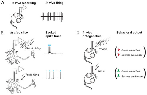 Figure 2 Optogenetically mimicking naturalistic neuronal firing differentially regulates cellular and behavioral outcomes.