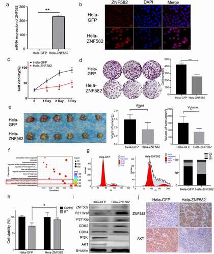 Figure 6. ZNF582 overexpression induced S phase arrest in Hela cells.