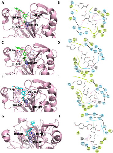 Figure 5. Representation of the putative binding mode of the most potent compounds from EMAC10163-open form series obtained by docking experiments in complex with hCA IX. (A) 3D depiction of EMAC10163a-open-E and its respective interactions with CA IX residues; (B) 2D depiction of interactions; (C) 3D depiction of EMAC10163a-open-Z and its respective interactions with CA IX residues; (D) 2D depiction of interactions; (E) 3D depiction of EMAC10163b-open-E and its respective interactions with CA IX residues; (F) 2D depiction of interactions; (G) 3D depiction of EMAC10163b-open-Z and its respective interactions with CA IX residues; (H) 2D depiction of interactions.