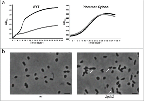 Figure 2. GdhZ coordinates growth with cell division in Brucella abortus. (a) Growth of B. abortus wild-type (black) and ΔgdhZBa (gray) cells in complex medium (2YT) or in synthetic medium with xylose as the only carbon source (Plommet Xylose), showing GdhZ is required for optimal growth in complex mediium. (b) Phase contrast imaging of B. abortus wild-type and ΔgdhZBa cells grown in complex medium (2YT) illustrating the morphological defects with elongated and branched cells (arrows) developed by ΔgdhZBa cells. Cells were imaged in mid-exponential phase of growth. Scale bar, 2 μm.