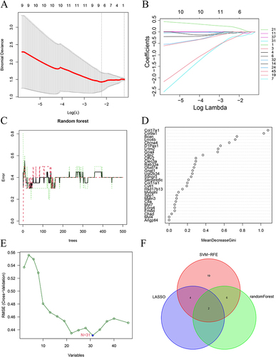 Figure 9 Machine learning analysis. (A and B) Lasso analysis. (C and D) Random forest analysis. (E) SVM-RFE analysis. (F) The intersected genes of three machine learning analyses shown by Venn diagram.