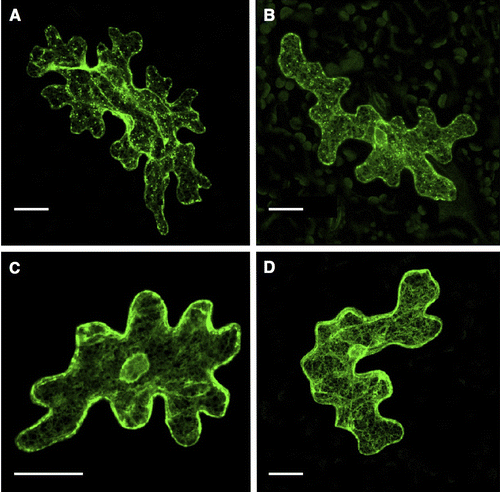 Fig. 2. Transient expression of VSR4 and their mutants fused to sGFP in Arabidopsis leaf epidermal cells.