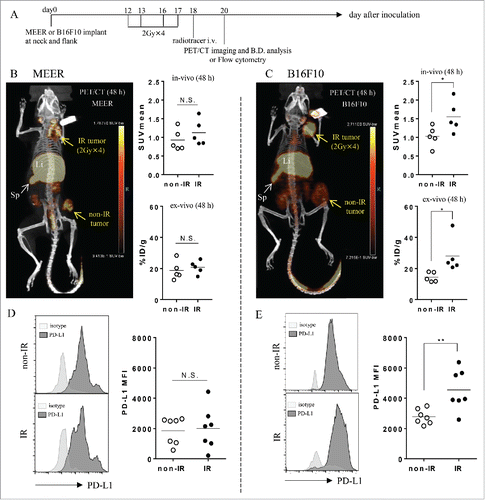 Figure 2. 2 Gy × 4 fractionated RT-induced PD-L1 upregulation in B16F10 was identified by PET/CT and its validity was corroborated by flow cytometry. (A) C57BL/6 mouse bearing MEER tumors or B16F10 tumors in two locations, neck and flank were treated with 2 Gy × 4 fractionated RT (only to the neck tumor) and anti PD-L1 PET/CT imaging and biodistribution study or flow cytometry were performed on day 20 after tumor implantation. (B) and (C) On day 1 after completion of RT, mice bearing MEER (B) or B16F10 (C) were injected Zr-89-DFO-PD-L1 mAb and PET/CT images were acquired at 48 h after injection. In-vivo or ex-vivo tracer uptake values (SUVmean and %ID/g, respectively) were compared between IR neck tumors and non-IR flank tumors (n = 5). Representative PET/CT images and tracer uptake values of IR and non-IR tumors were shown. (D) and (E) on day 3 after completion of RT, MEER tumors (D) or B16F10 tumors (E) were taken and flow cytometry analysis was performed. Representative flow cytometry histograms for PD-L1 expression and PD-L1 MFI of IR neck tumors and non-IR flank tumors of mice bearing MEER (n = 7, panel D) or B16F10 (n = 7), panel E). Sp, spleen; Li, liver. *p < 0.05, **p < 0.01; paired t-test.