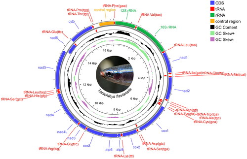 Figure 2. Circular map of the assembled Tanichthys flavianalis mitogenome. Gene encoded on H- and L- strands with inverse arrow directions are shown outside and inside the circle, respectively. Plots of GC content and skew used a window size of 500 and reflect GC content/skew on a scale of 0 to 1 using a baseline of 0.5. Positive and negative skew are indicated by values above and below the midpoint respectively. This map was drawn using the Proksee web server.