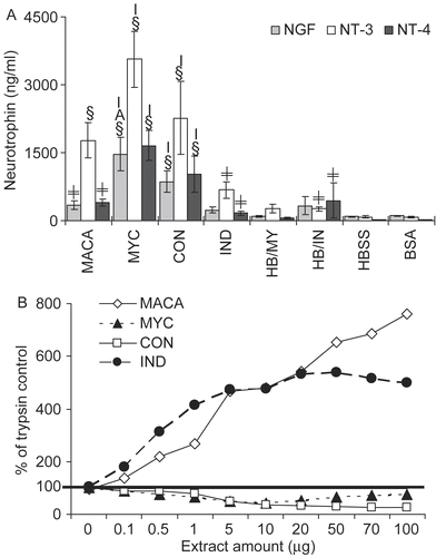 Figure 4.  (A) The neurotrophins NGF, NT-3 and NT-4 in BALF were assayed by ELISA. The limit of detection was 15.6 pg/ml for NGF, 4.7 pg/ml for both NT-3, and NT-4. Data shown represent mean ± SE. Significantly elevated compared to (§) all controls; (≠) HBSS and/or BSA; other extracts: C = CON, I = IND, M = MYC, A = MACA at p < 0.05. n = 6. (B) Protease activity is shown as percent of trypsin control.